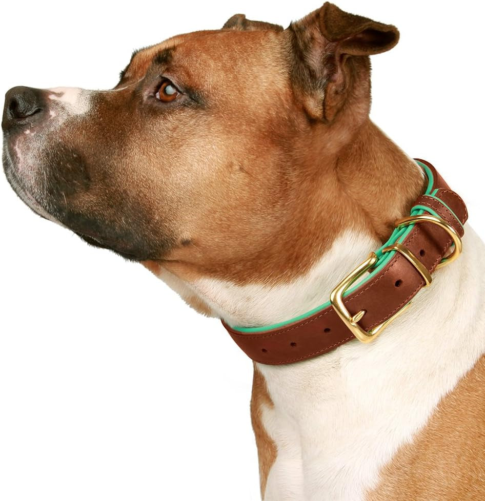 Leather Dog Collar Brass Buckle Soft Padded Puppy Small Medium Large Red Pink Blue Green Purple Yellow (Neck Fit 19"-21", Mint Green)